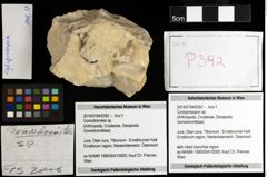 Foto (Objekt + Etiketten) von Cycloprosopon sp. 